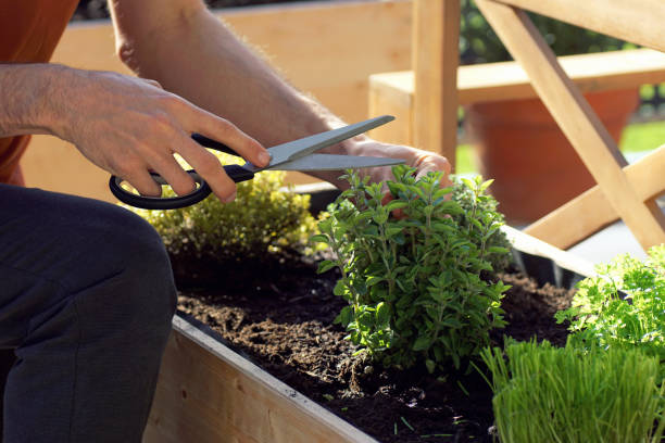 istock person picking fresh herbs from a raised bed on a balcony 1309601943