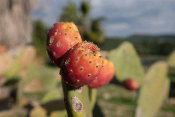 赤��い果実とプリック梨 - prickly pear fruit flowers plants nature ストックフォトと画像