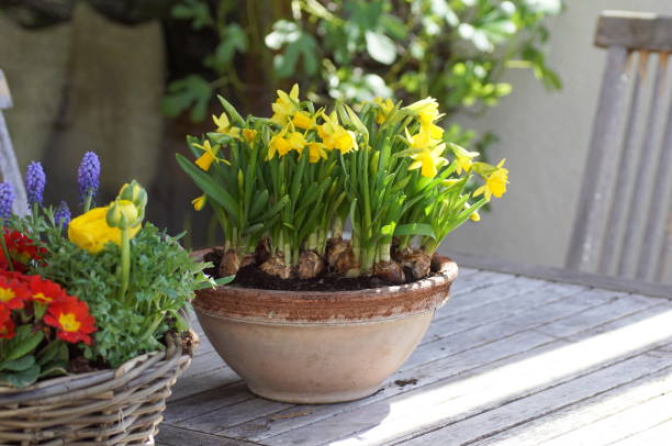 istock Decorative pot with colorful spring flowers on a garden table in spring 1309602057