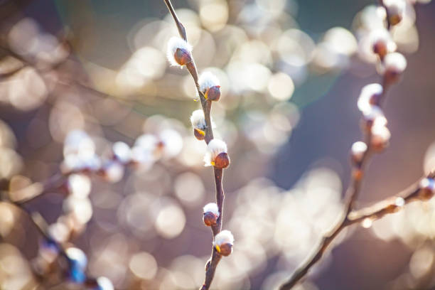 istock Pussy willow branches with catkins, soft fluffy spring buds in sunlight. Early spring Easter background. Text space. Traditional decoration for Palm Sunday in Europe. 1309602072
