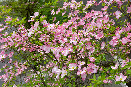 Pink flowering dogwood, flowers blooming in spring