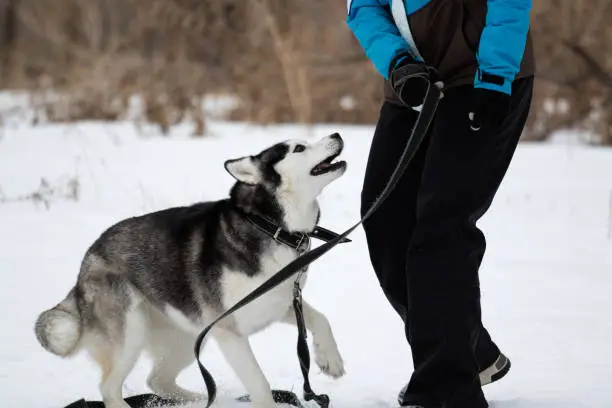 Photo of Active dog breed Siberian husky runs and jumps on a walk. A man in warm clothes plays in the winter on the street with a dog. A girl in winter clothes plays with a pet on a leash. High quality photo