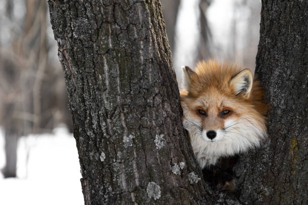 istock A red fox with a cunning look peeps out from behind the tree trunks. The fox stands between the trunks of two trees. Wild animals in the wild. Predator hunts in the winter forest. High quality photo 1309603151