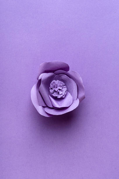 istock Paper Flower on Purple Background 1309603290