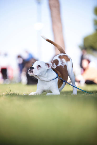 istock albino boxer puppy 1309603482