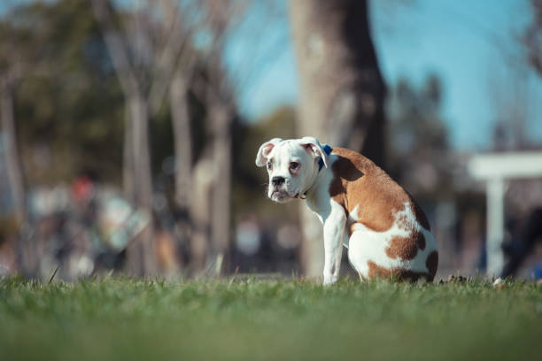 albino boxer puppy playing at park. Positive emotion and sunny good weather