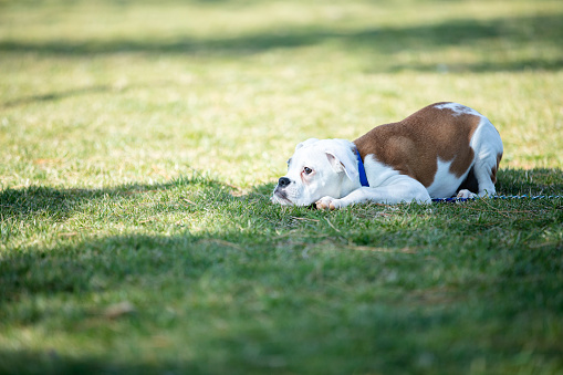 albino boxer puppy playing at park. Positive emotion and sunny good weather