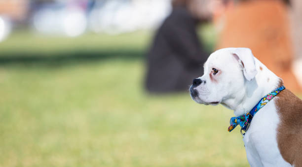 istock albino boxer puppy 1309603520