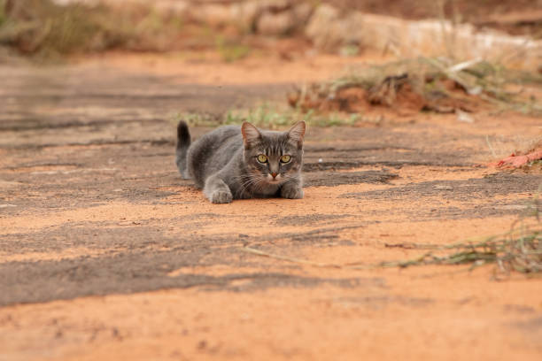 istock Abandoned street cat 1309604180