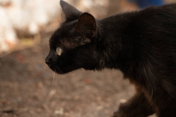 istock Abandoned street cat 1309604196