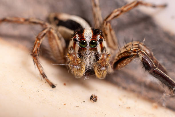 istock Male Pantropical Jumping Spider 1309604440