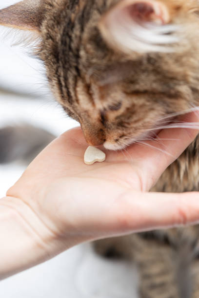 Cat eats vitamin from hand, pet health care