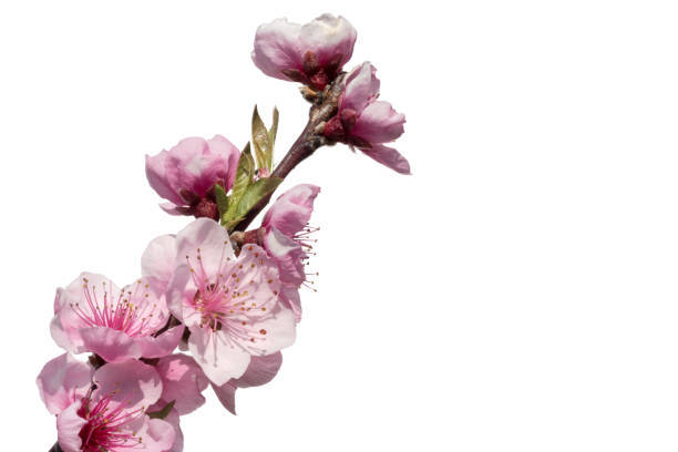istock Pink peach tree flowers isolated on white 1309604678