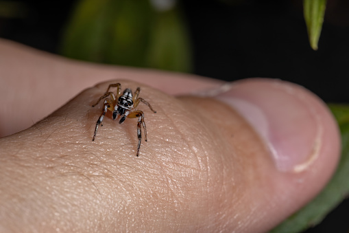Jumping spider of the Genus Psecas