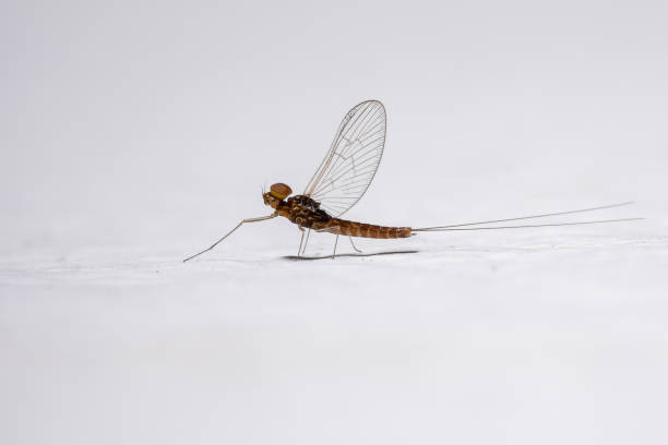 mayfly macho pequeño - mayfly fly baetis fishing fotografías e imágenes de stock