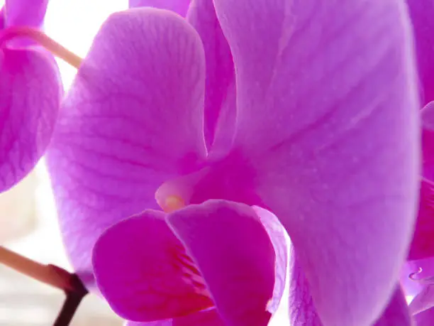 Purple-lilac orchid flower "orchidaceae" close-up on a white background, floristry and floriculture, landscaping, indoor plants