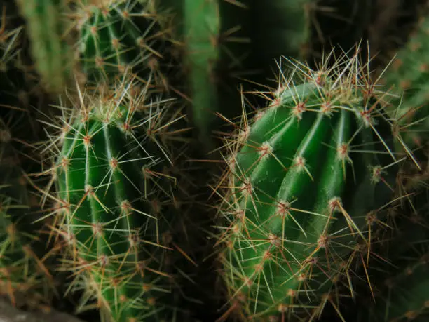Photo of Green prickly cactus close-up