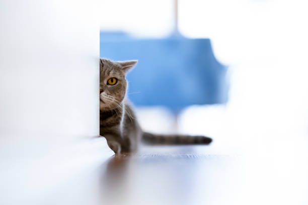 istock Aggressive British shorthair cat looking with one eye from behind the wall 1309607359