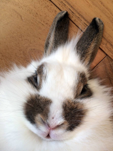 istock White decorative rabbit head on dark wood close front view 1309607717