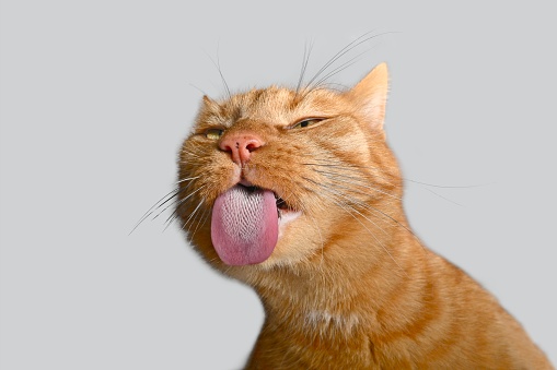 Funny close-up portrait of red cat sticking out tongue.