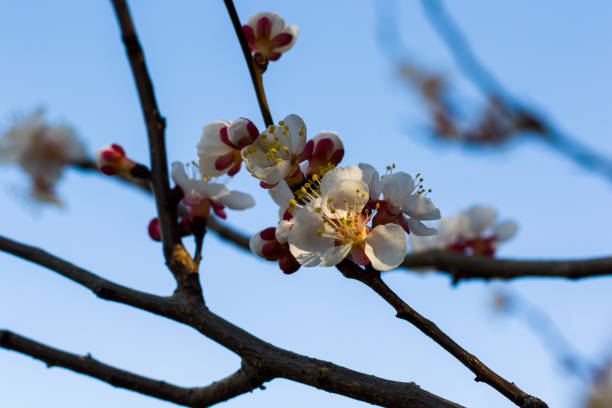 istock Almond tree flowers and branch, spring tree view, beautiful flowers 1309610079