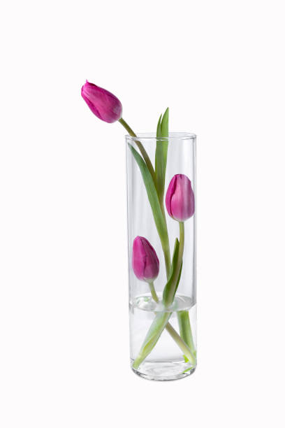istock isolated pink tulips flower in a vase on white background 1309610129