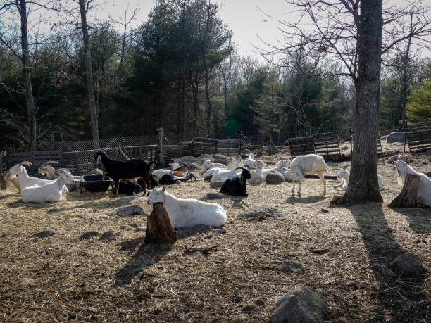 istock Goats resting in a rocky New England field winter 1309610164