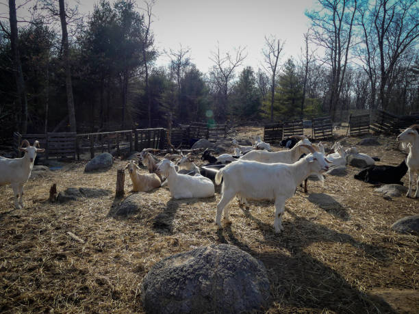 istock Lazy winter day of goat 1309610218