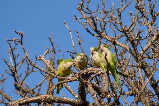 group of monk parakeet (myiopsitta monachus), or quaker parrot, in a tree in Buenos Aires city