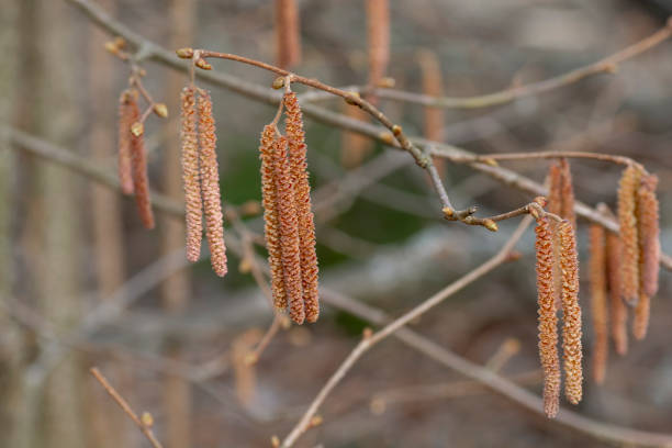 istock Blooming catkins of the Common Hazel (Corylus avellana) in the springtime. 1309611580