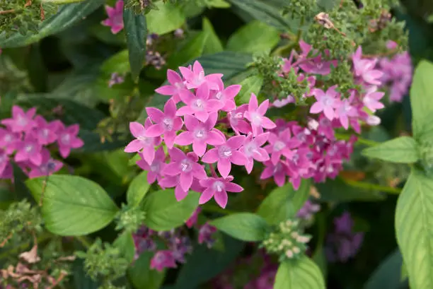 Photo of Pentas lanceolata in bloom