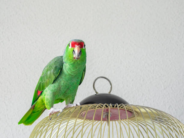 istock A large green Amazon parrot sits on a cage. 1309611948