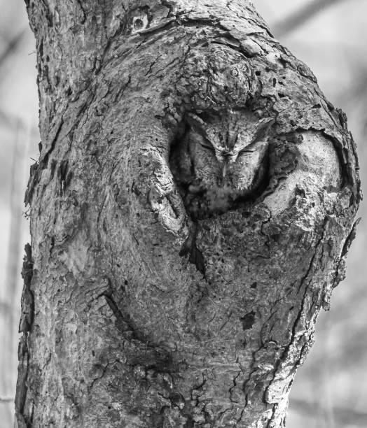 istock Screech owl napping in a tree in black and white 1309612072