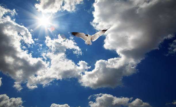 istock One seagull flying over cloudy sky with shinning sun 1309612094