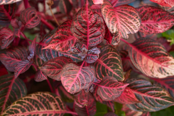 colorful leaves of Iresine herbstii plant