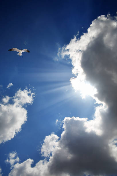 istock One seagull flying over cloudy sky with shinning sun 1309612149