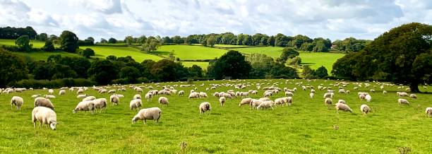 schafe in einer feldlandschaft - lamb rural scene sheep field stock-fotos und bilder