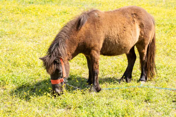 Photo of pony is walking. Stallion horses in a paddock on a ranch or farm. Homemade   life