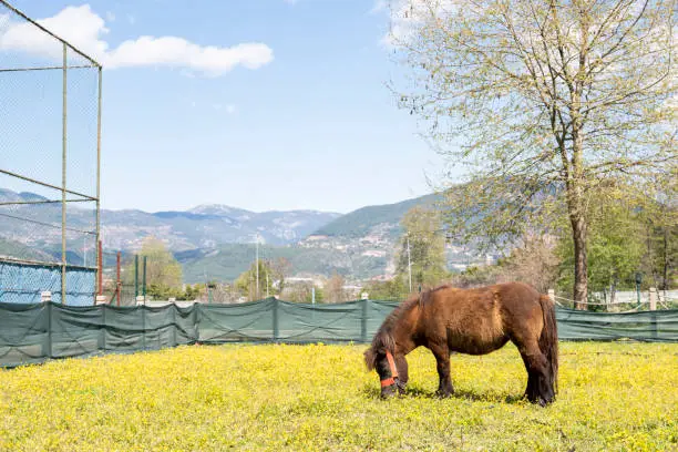 Photo of pony is walking. Stallion horses in a paddock on a ranch or farm. Homemade   life