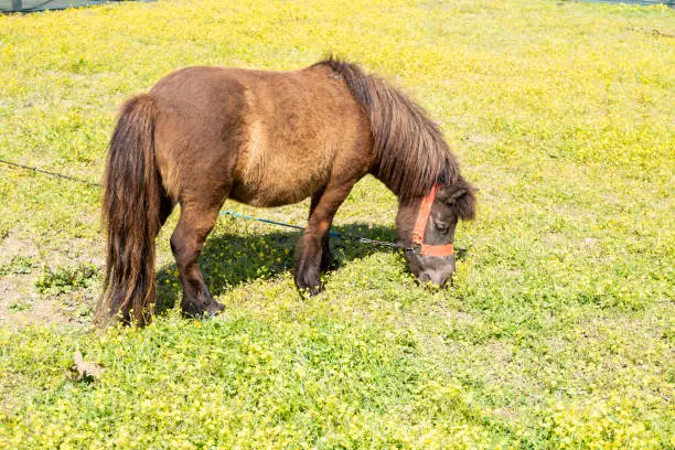 Photo of pony is walking. Stallion horses in a paddock on a ranch or farm. Homemade   life