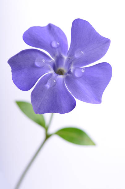 Purple periwinkle on a white background. Delicate petals