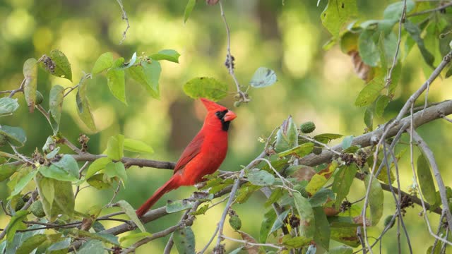 Long Crested Northern Cardinal