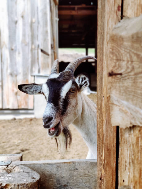 istock black and white goat on the farm looking at the camera 1309616365