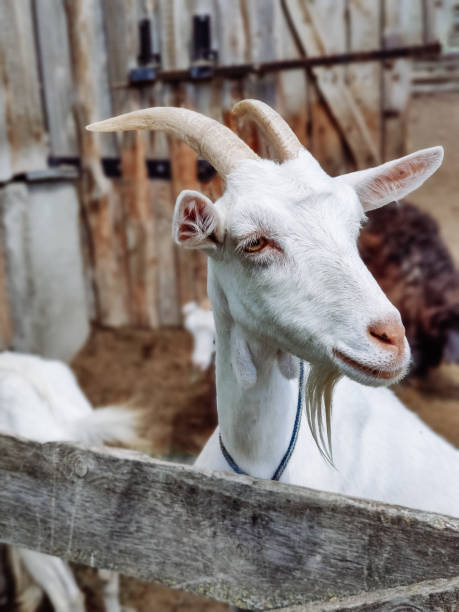 istock white goat with big horns on the farm 1309616371