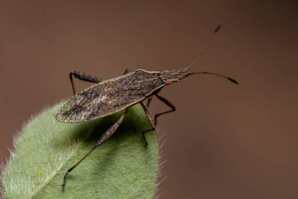 istock Adult Scentless Plant Bug 1309617148