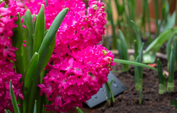 istock Hyacinth flower seedlings in the store 1309617390