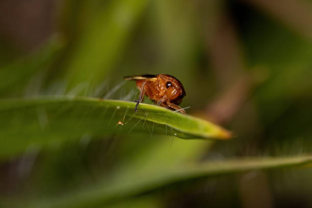 Adult Froghopper of the Family Cercopidae