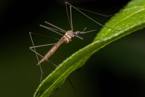 istock Adult Large Crane Fly 1309617424