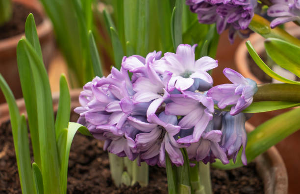 istock Hyacinth flower seedlings in the store 1309617491