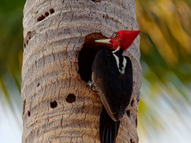 istock Pale-billed Woodpecker 1309618350